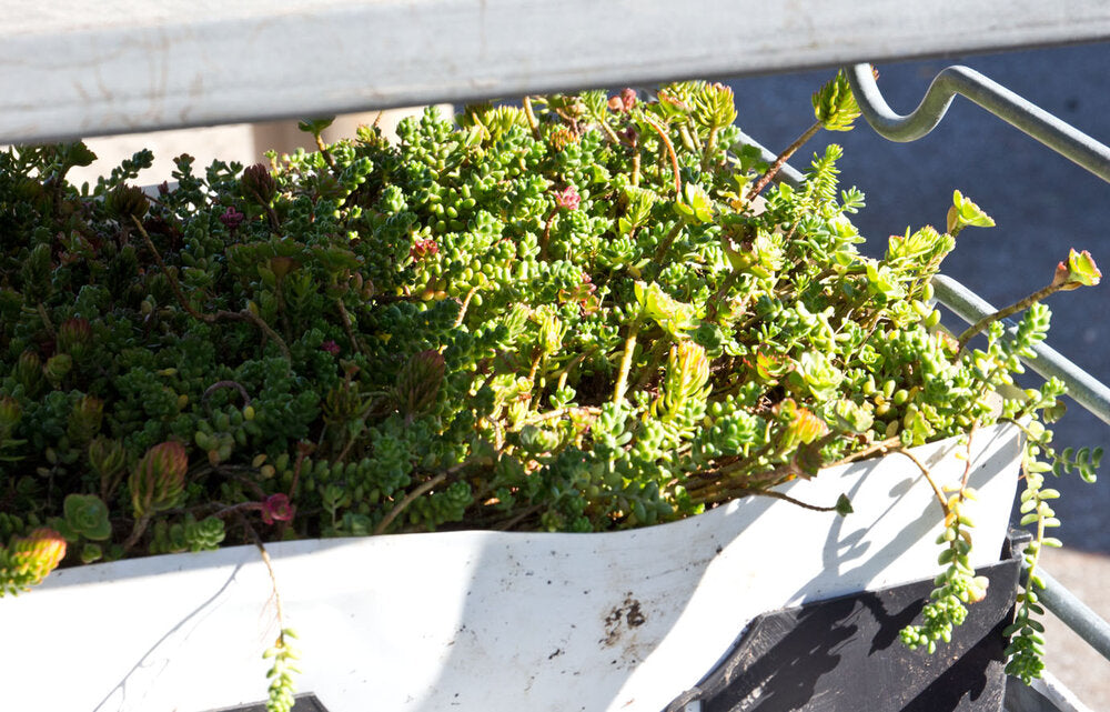 Plants found in the Green Roof