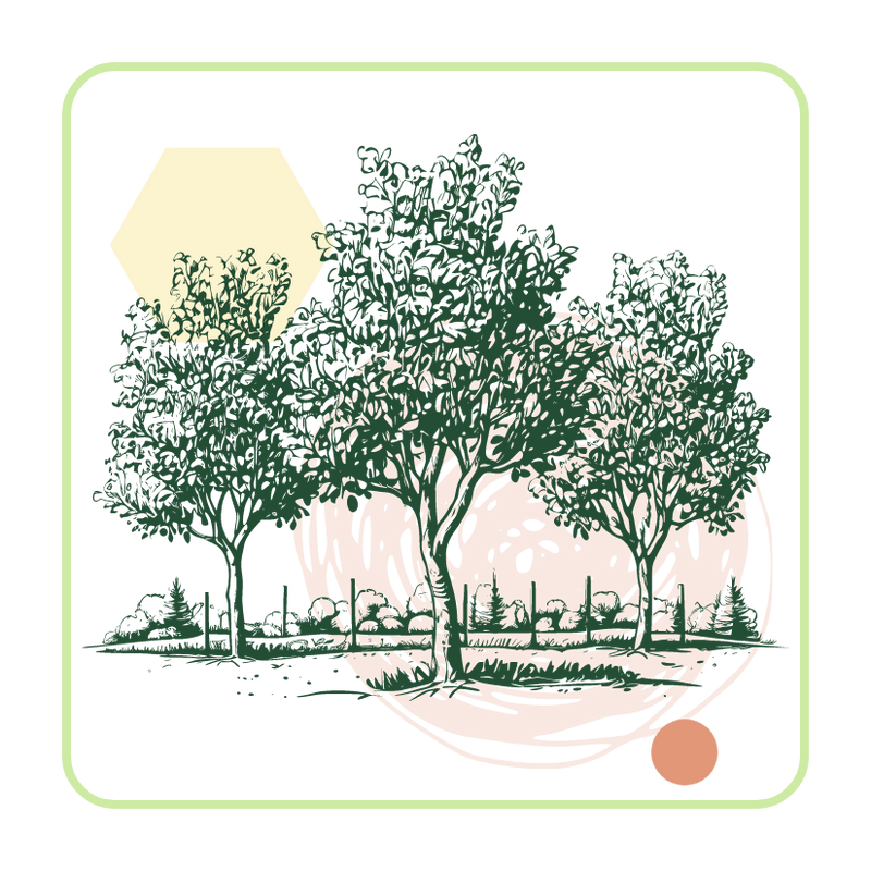 dark green icon of three large trees