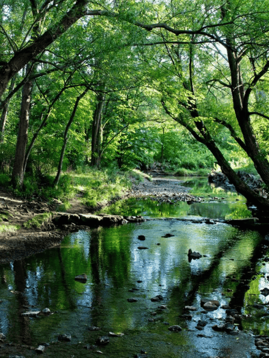 Creek surrounded by large trees and grass