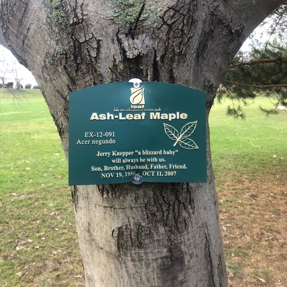 A tree with a Tree Sponsorship plaque placed on trunk.