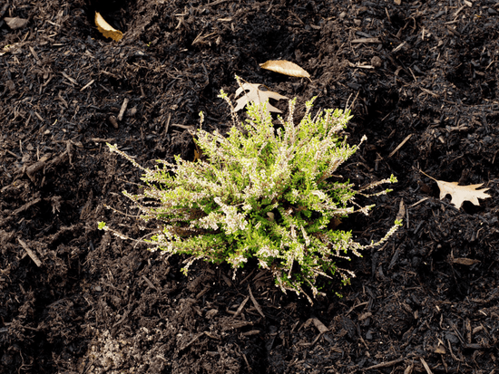 Closeup of a plant from the Benjamin Winter Garden