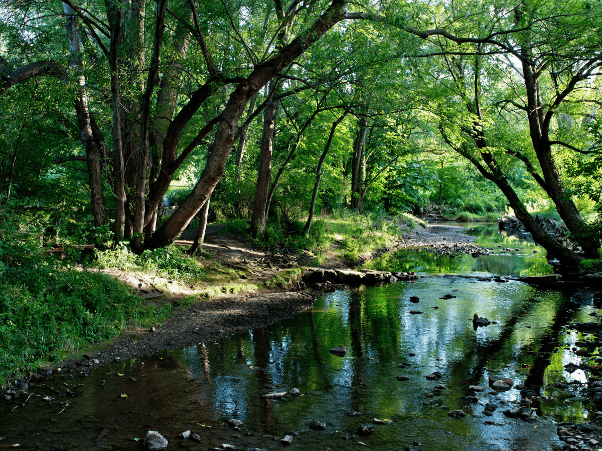 Creek surrounded by large trees and grass