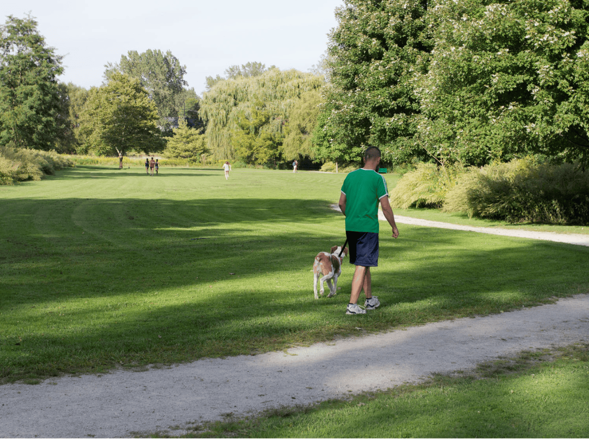 A man in a gren shirt walking his dog in the park.