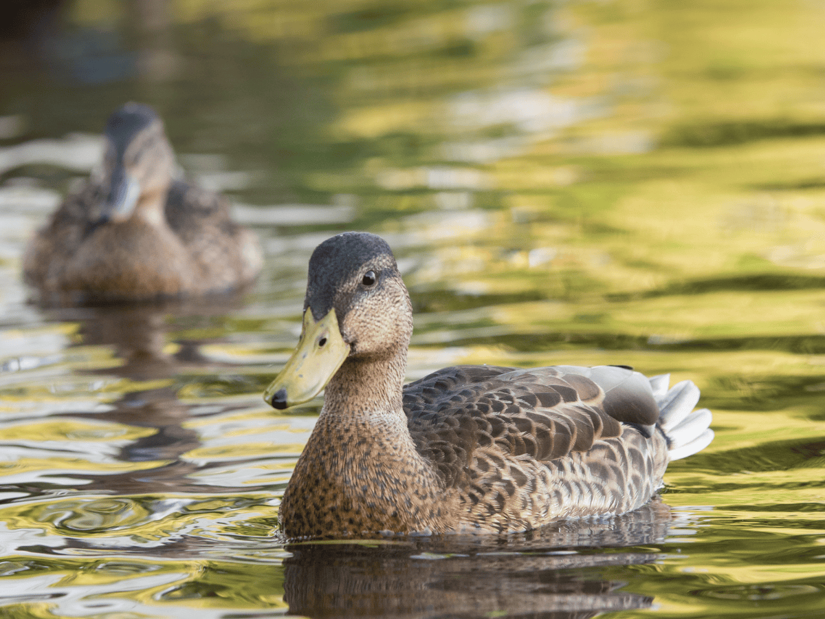 two ducks swimming in a pond. one duck is in focus and the other is blurred