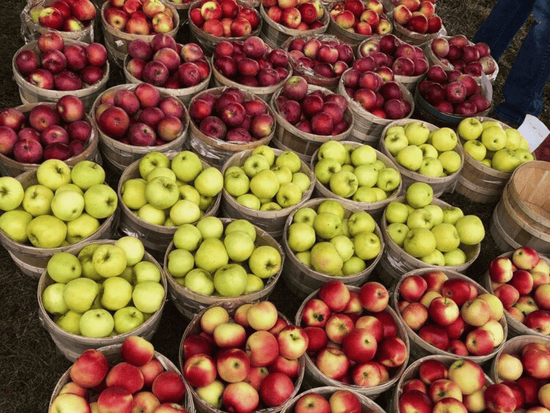 Apples for sale from the Open Market event