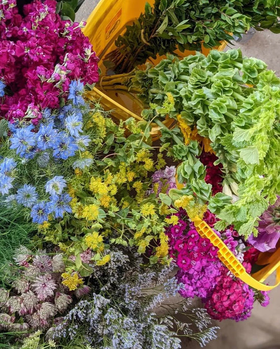 a closeup of pink, blue and yellow flowers