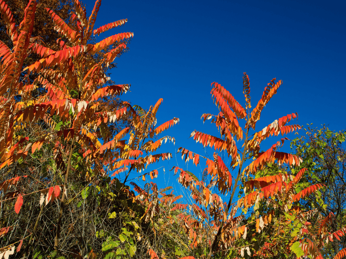 Orange trees with clear blue sky in the background