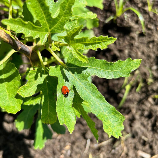 A close up image of a red lady bug on a leaf