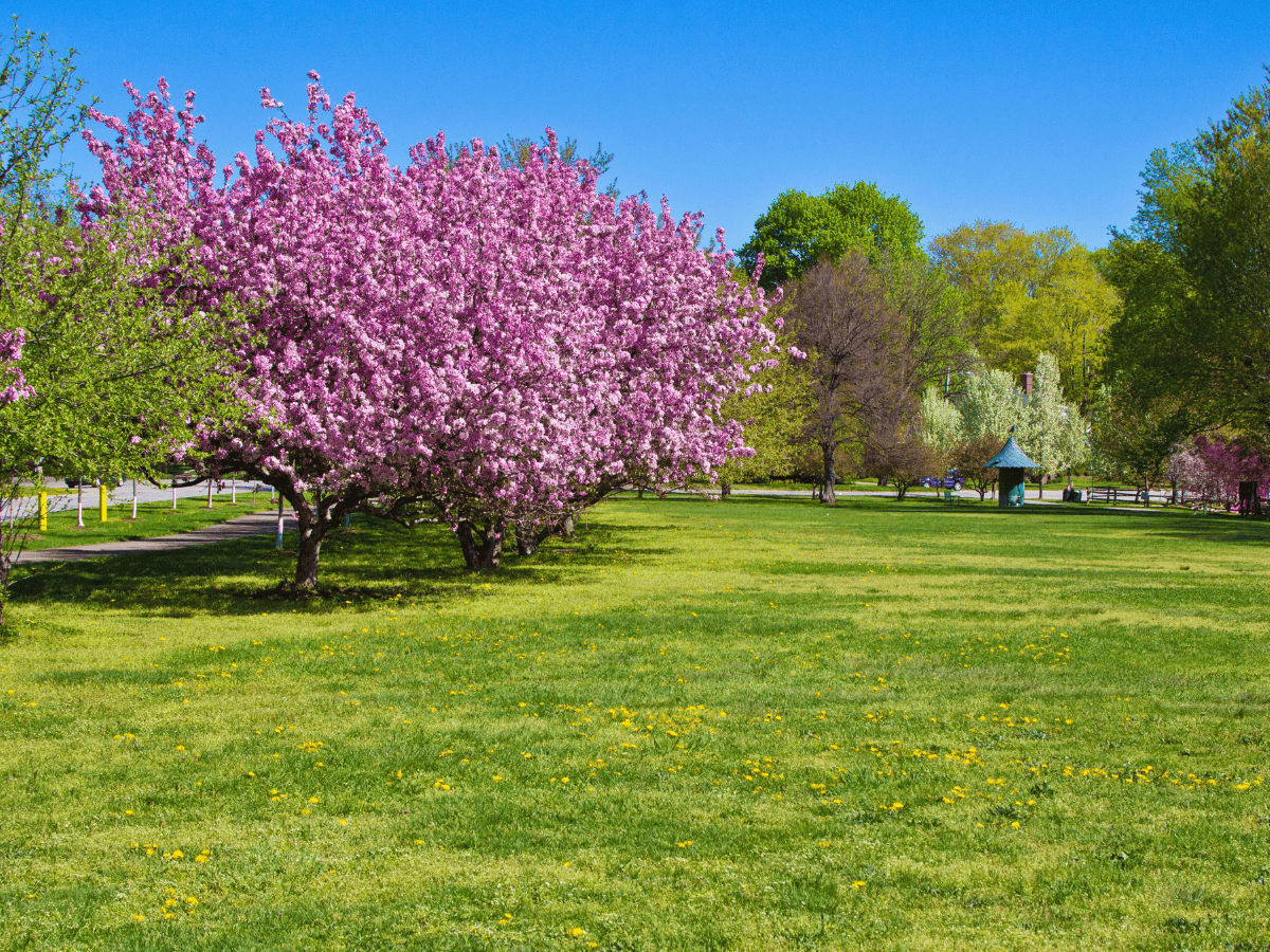 Trees with pink leaves in LEAF park