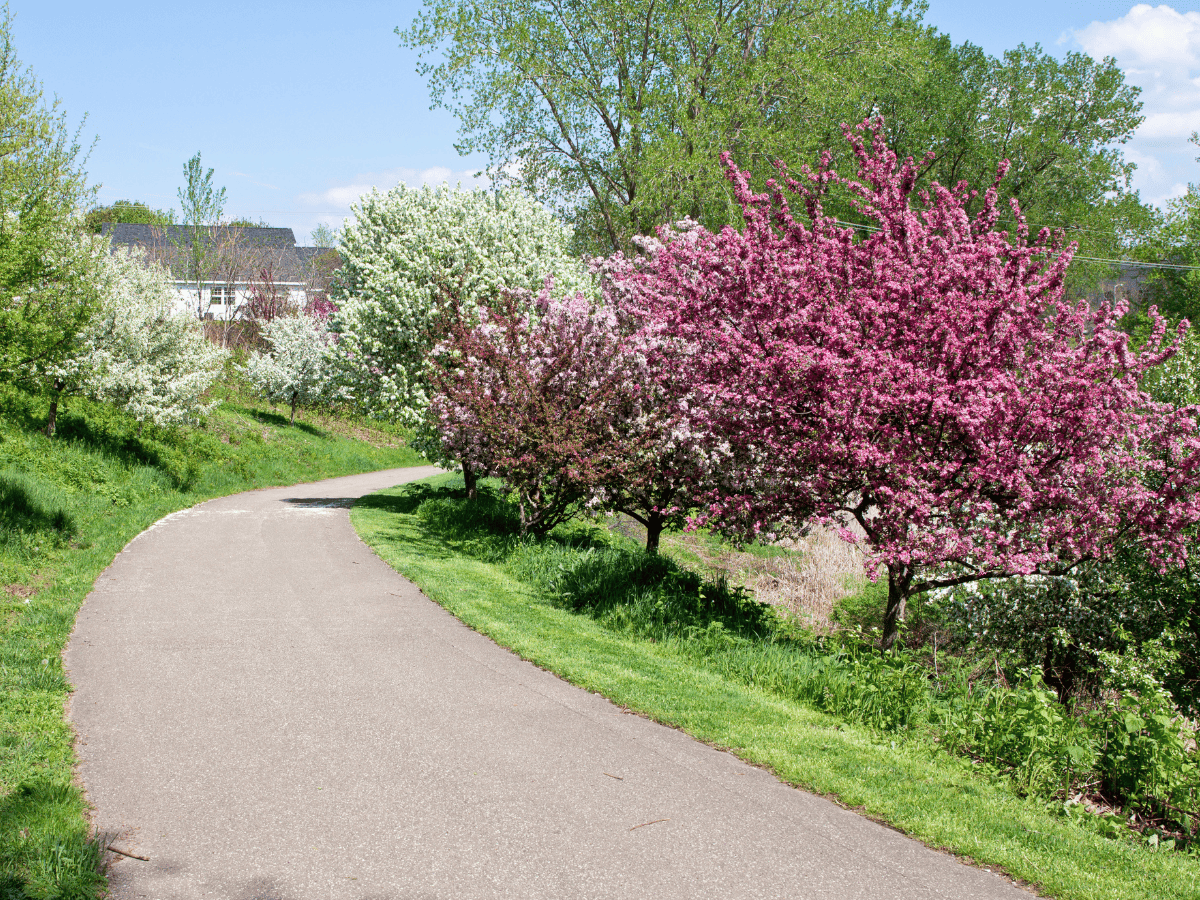 Pink trees and a concrete walking path