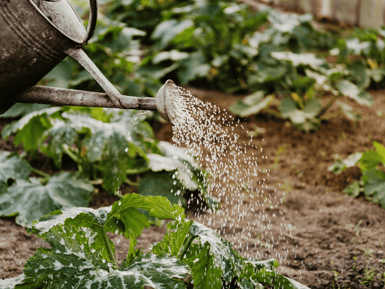 a watering can pouring water on top of a plant