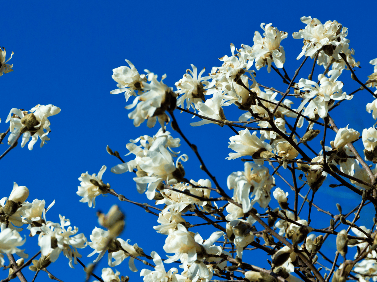 White flowers with clear blue sky in the background