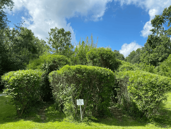 Willow Art in Frontier Park